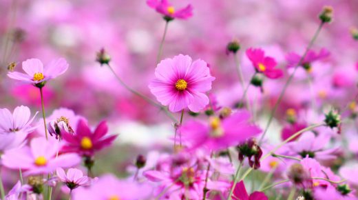 Beautiful Pink Blooming Flower in Spring Desktop Wallpaper