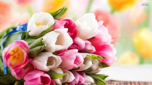 Tulip Flowers Bouquet in Pink & White Desktop wallpaper