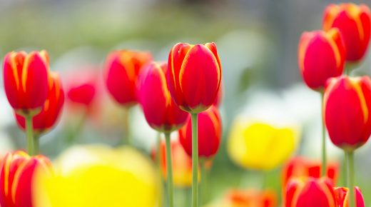 Tulips in Yellow & Red Color HD Desktop Wallpaper