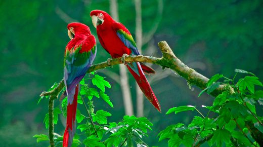 Couple of Parrots Wallpaper