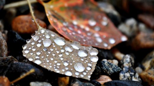 Water Drops on the Autumn Leaf