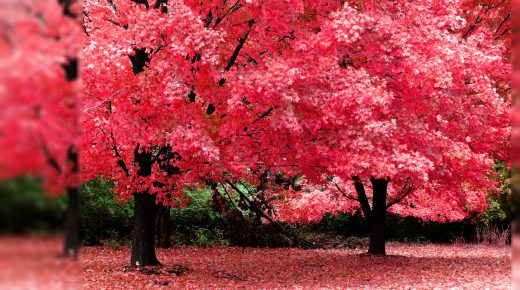 Autumn Tree Pink Color Wallpaper HD for Desktop Widescreen Download Free