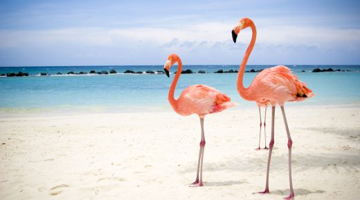 Flamingos On The Beach HD Desktop Wallpaper Background Free Download