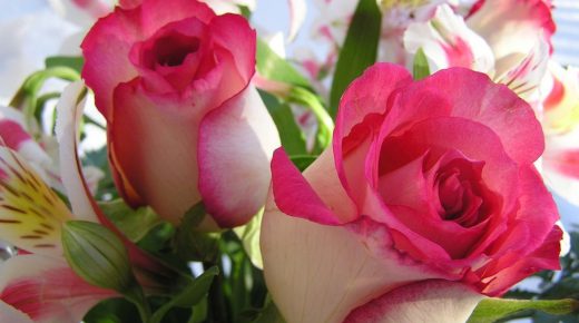 Valentine Roses In Pink & White HD Desktop Wallpaper Background Free Download
