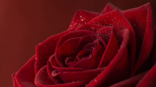 Red Rose Close Up Flower High Definition 1080p Desktop Android iPhone ipad ipod Mobile Wallpaper Backgrounds Free Download