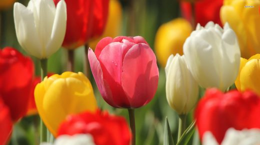 White Red Yellow Tulips Flower High Definition Desktop Monitor Mobile Wallpaper Backgrounds Free images Download