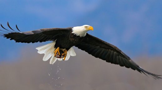 American Bald Eagle Flying Wallpaper
