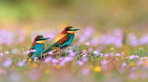 Colorful Birds HD Wallpaper Backgrounds for mobile