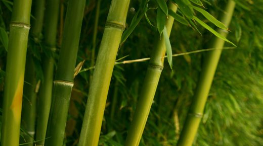 Green Bamboo Forest HD Wallpaper Backgrounds