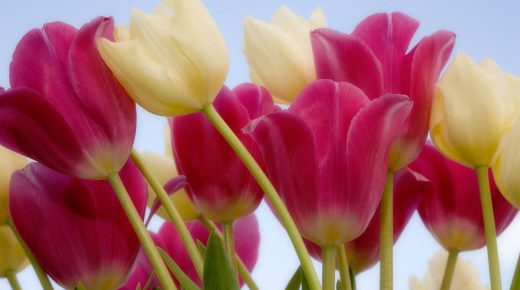 Tulips Pink & White High Definition Desktop Monitor Mobile Wallpaper