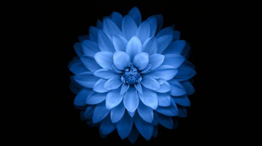 Apple iPhone 6 Blue Lotus Flower Wallpaper HD Widescreen
