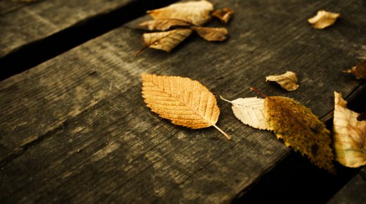 Autumn Falling Leaf on the Wood HD Wallpaper Backgrounds