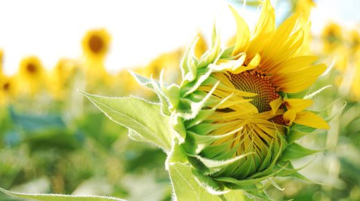 Sunflower on Fields HD Wallpaper Backgrounds