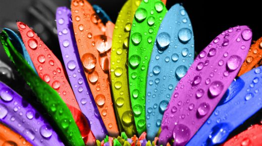 Water Drops on Colorful Flower Petals Wallpaper HD Widescreen