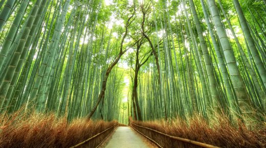 Beautiful Bamboo Forest Japan HD Desktop Wallpaper Widescreen Backgrounds