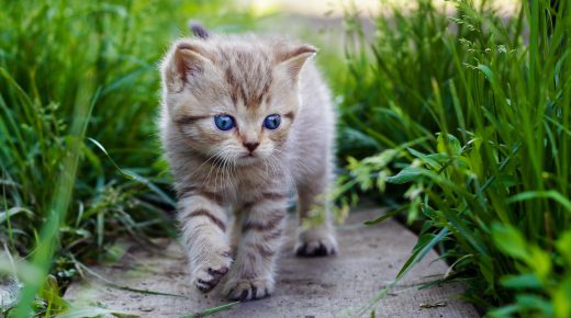 Cute Baby Cat Looks at Grass HD Desktop Wallpaper
