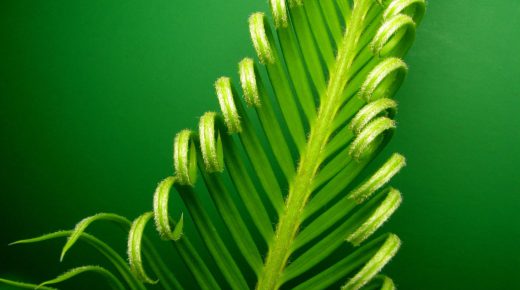 Green Leaves Digital HD Desktop Wallpaper