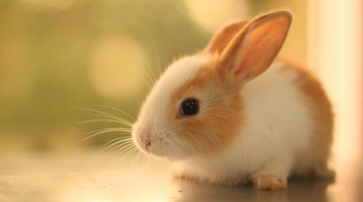 Innocent Cute Rabbit HD Desktop Wallpaper