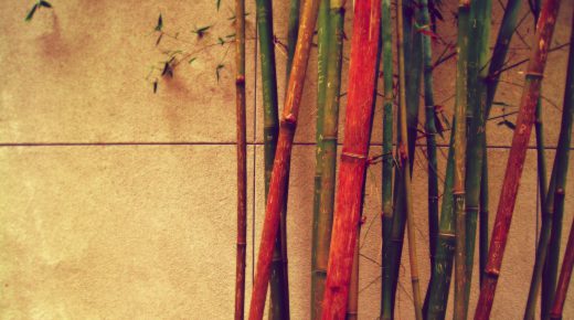 Bamboo Trees Vintage HD Desktop Wallpaper Widescreen