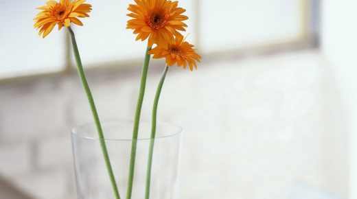 Yellow Gerberas in Glass Vase free desktop backgrounds high resolution